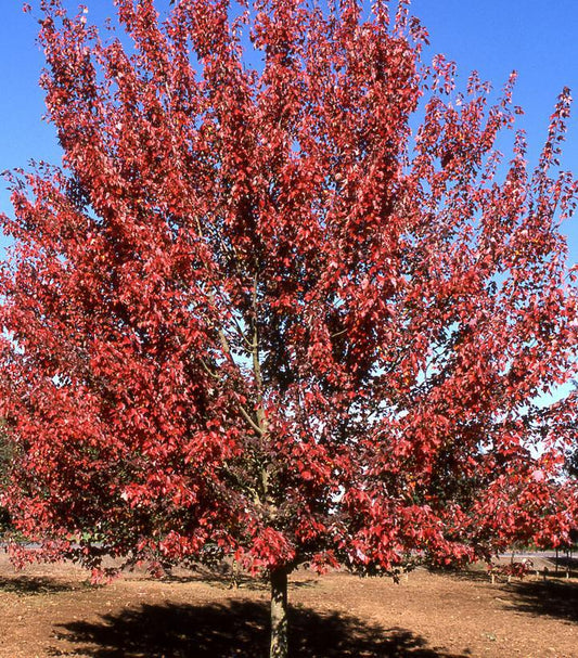 10G Acer Rubrum Autumn Flame Maple (Japanese Maple) Autumn Flame Red Maple