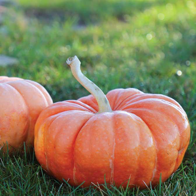 Pumpkin - Moranga (Local, Hollis, NH) by the pound