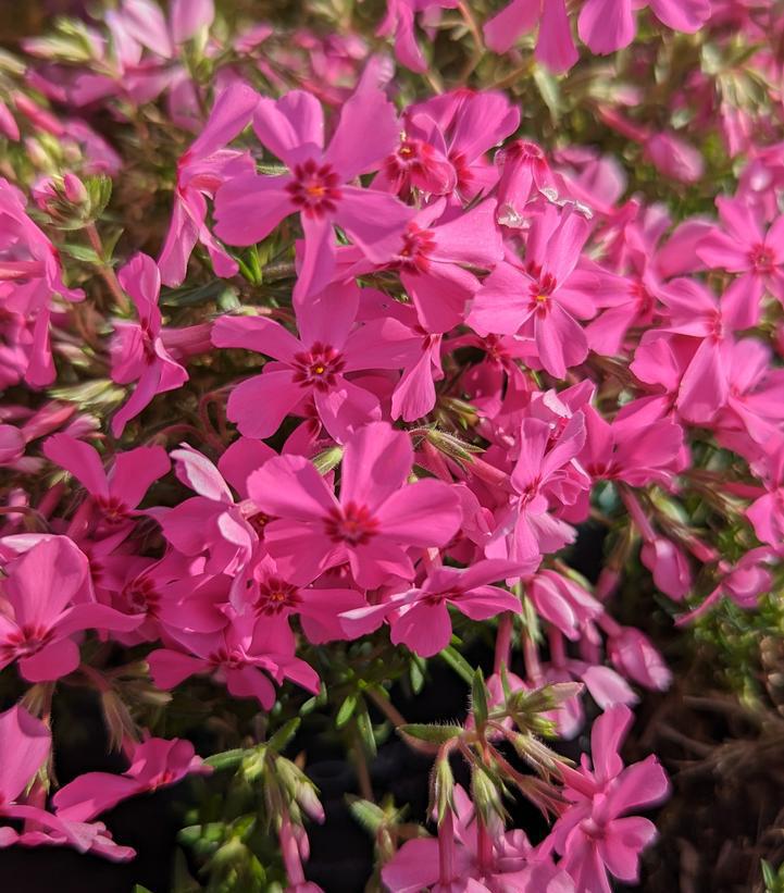 1G Phlox subulata 'Spring Hot Pink' Spring Hot Pink Moss Phlox (Creeping Phlox) 1010910