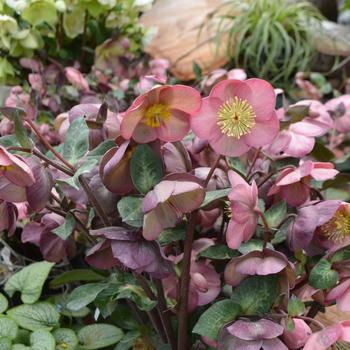 8" Helleborus Frostkiss® 'Pennys Pink' ('ABCRD01') Pennys Pink Lenten Rose: Patent PP24,149 (Lenten Rose) 1010632