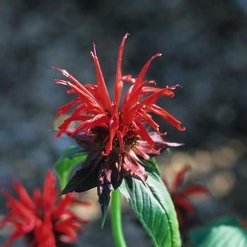 2G Monarda didyma 'Jacob Cline' Jacob Cline Bee Balm 1003338