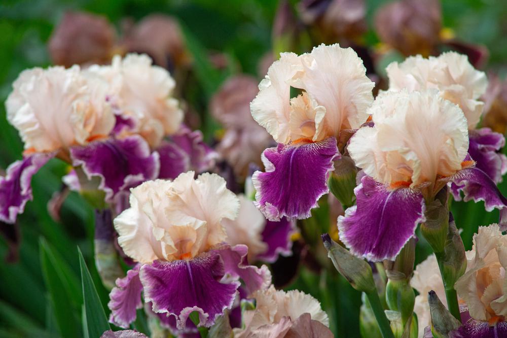 1G IRIS GERMANICA `INVITATION` (ORANGE/CREAM) Reblooming Bearded Iris 1013110