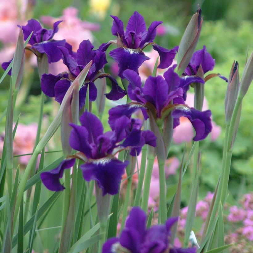 1G Iris sibirica 'Ruffled Velvet' Ruffled Velvet Iris 1004594