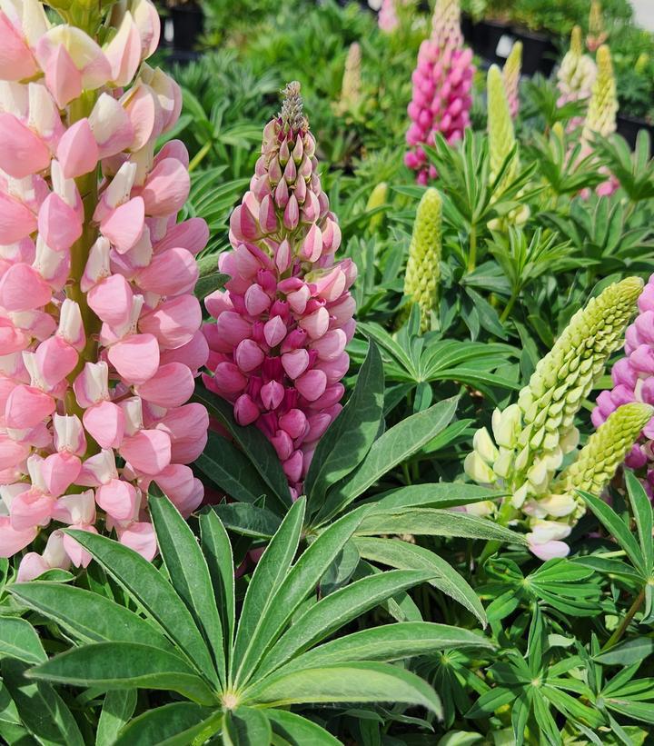 1G Lupinus p. lupini 'Pink Shades' Pink Shades Lupine 1012270