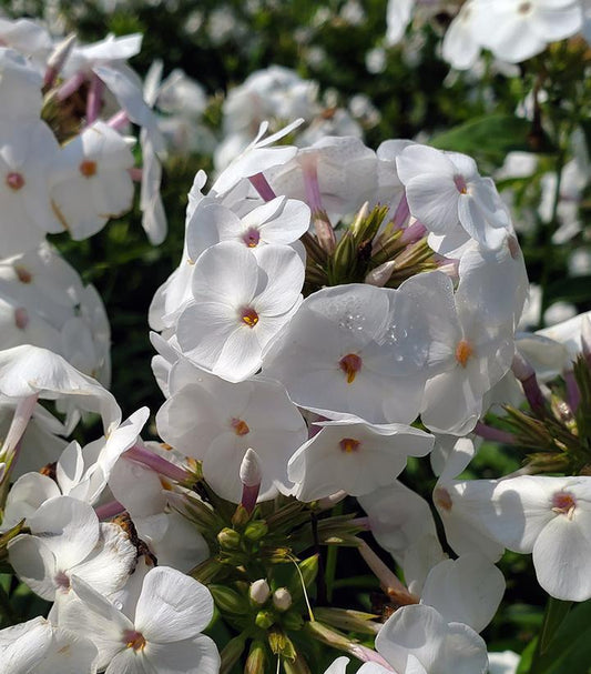 1G Phlox hybrid 'Opening Act White' Opening Act White Garden Phlox: Patent PPAF 1008778