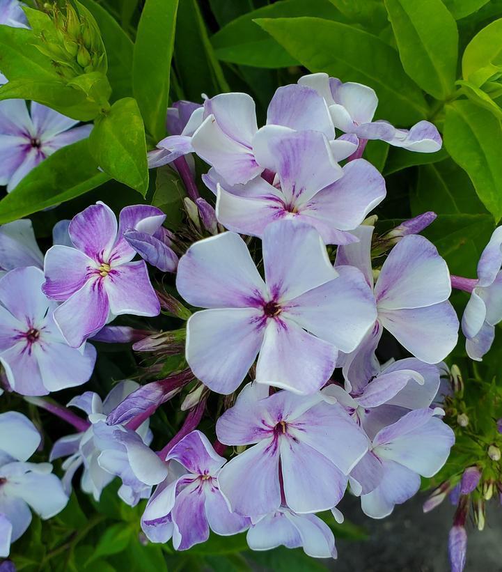 1G Phlox Volcano 'Lilac Splash' ('Barphlopanflaliblue') Volcano® Lilac Splash Garden Phlox