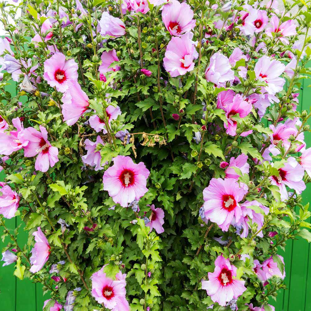 3G Hibiscus syriacus 'Minerva' Minerva Rose of Sharon 1001073