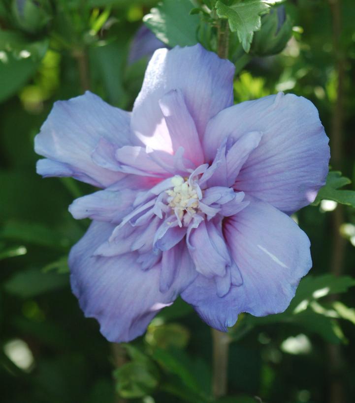 10G Hibiscus Syr Blue Chiffon ('Notwoodthree') Blue Chiffon® Rose of Sharon: Patent PP20,574