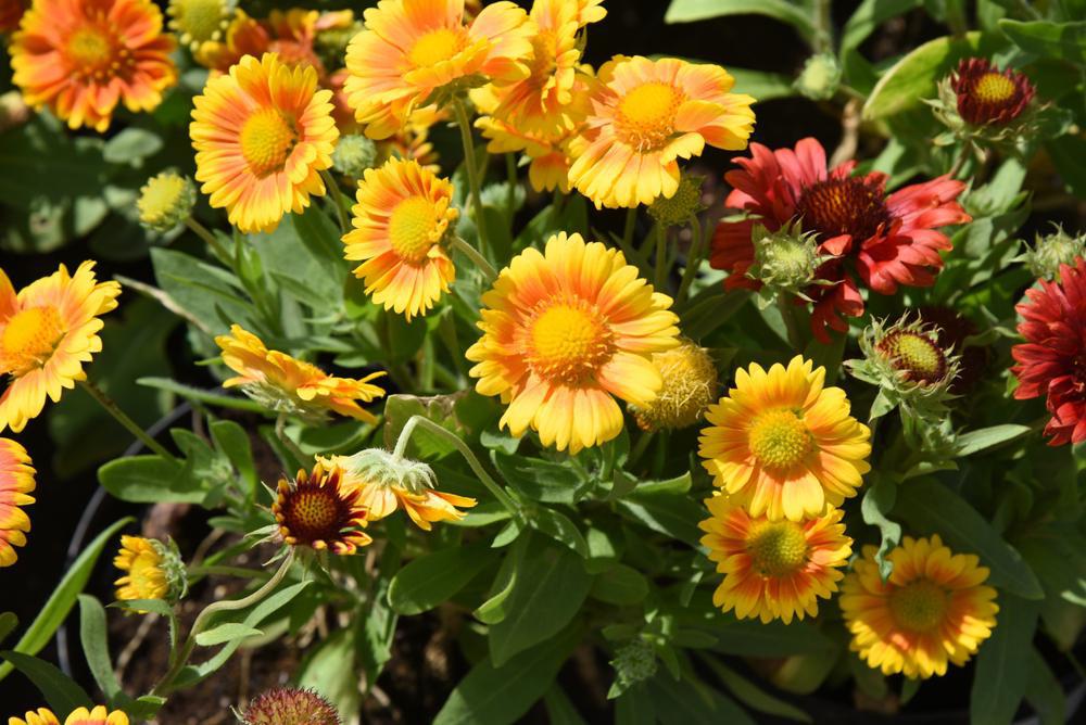 1G Gaillardia Arizona 'Apricot' Arizona Apricot Blanket Flower 1005436