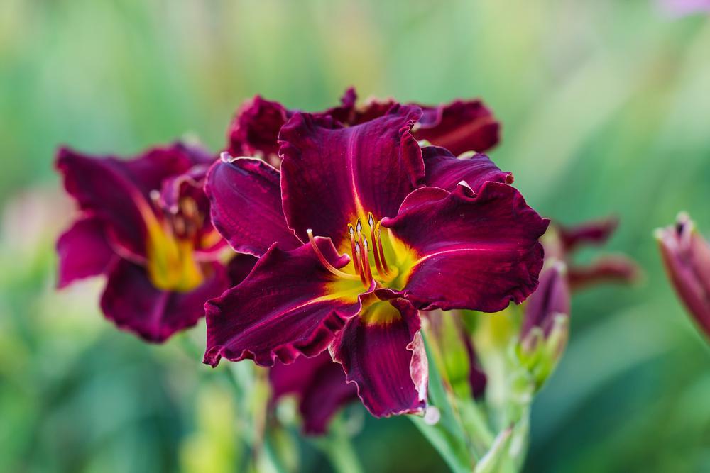 8" Hemerocallis 'Bela Lugosi' Bela Lugosi Daylily 1010871