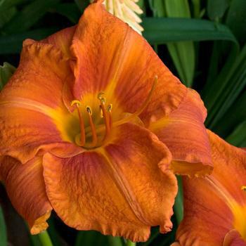 1G Hemerocallis FIRE KING (Daylilly) 1009808