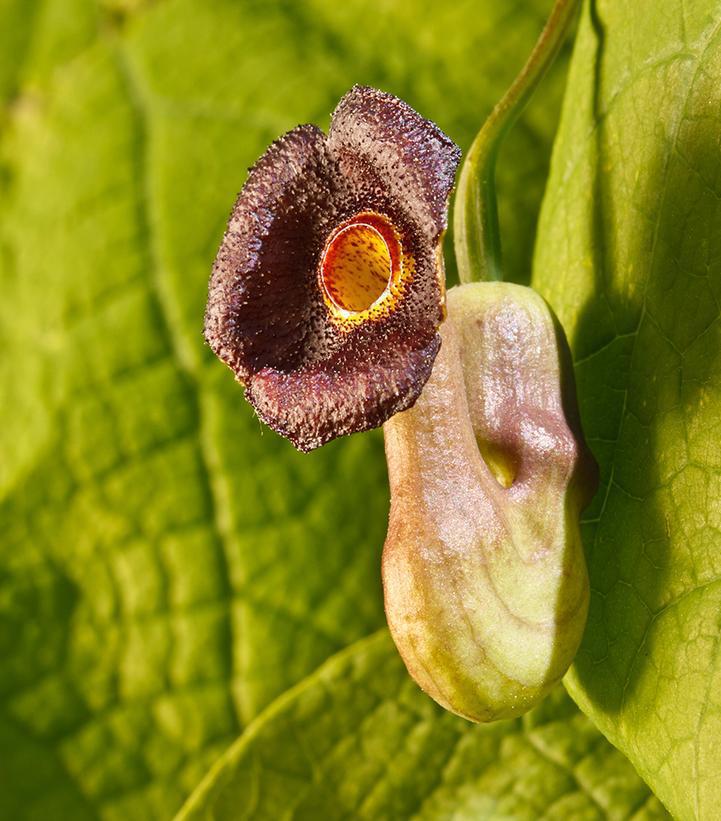 1G ARISTOLOCHIA MACROPHYLLA Dutchman's Pipe 1003618