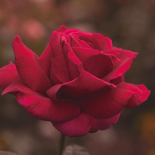 3G Hybrid Tea Rose 'Mister Lincoln' (Red) Mister Lincoln Hybrid Tea Rose 1002672