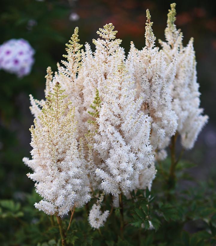 8" Astilbe chinensis 'You and Me Together' (WHITE) You and Me Together® Astilbe: Patent PP32867 1020193