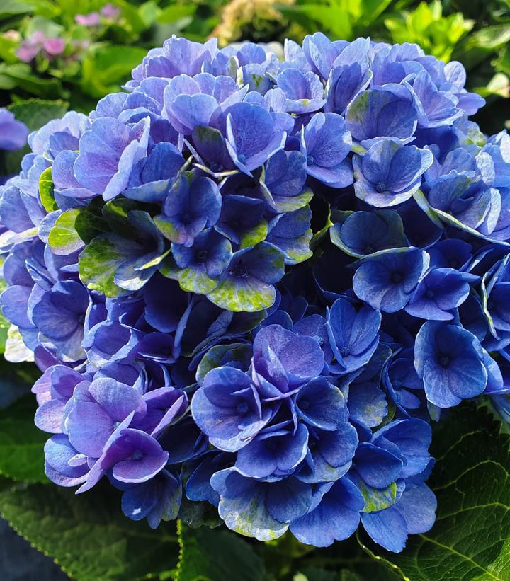 3G Hydrangea mac. 'Elizabeth Ashley' ('Hokomarore') Elizabeth Ashley Hydrangea: Patent PP31,264 1012455