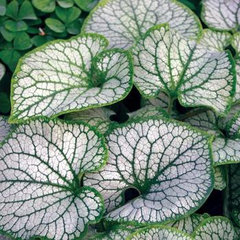 2G BRUNNERA MACROPHYLLA JACK FROST (Siberian Bugloss)