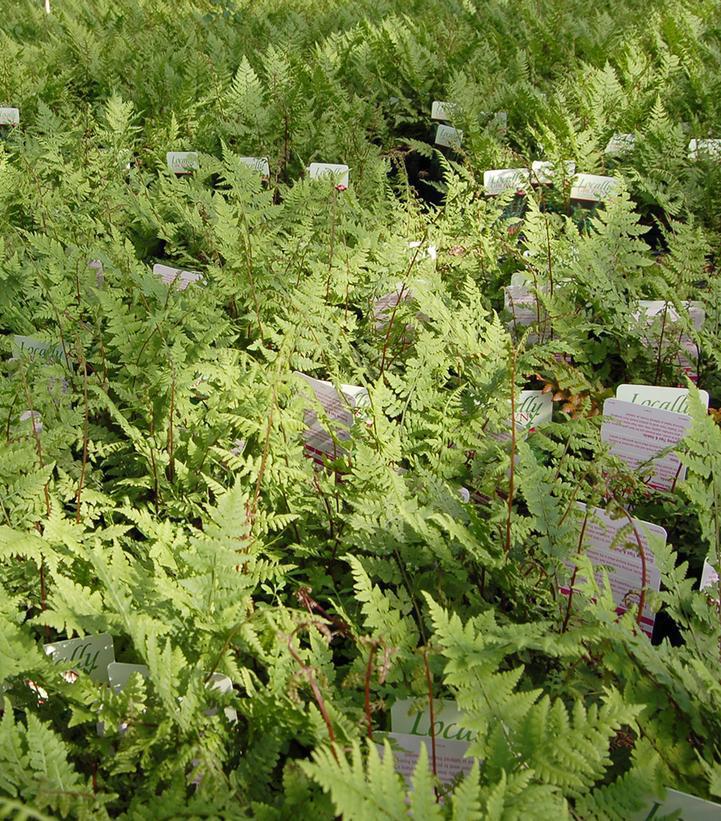 2G Athyrium filix femina 'Lady in Red' Lady in Red Lady Fern 1003405