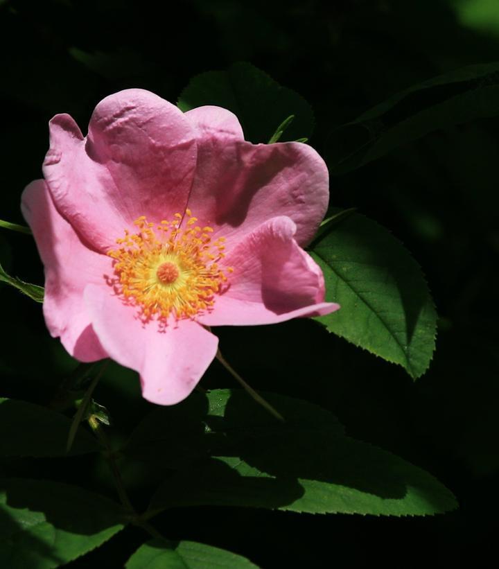 2G ROSA VIRGINIANA Virginia Rose 1003594