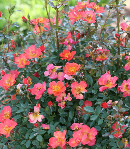 2G Rosa x 'Oso Easy Hot Paprika' ('FARROWRSP') Oso Easy Hot Paprika® Landscape Rose: Patent PP30,383 1009200