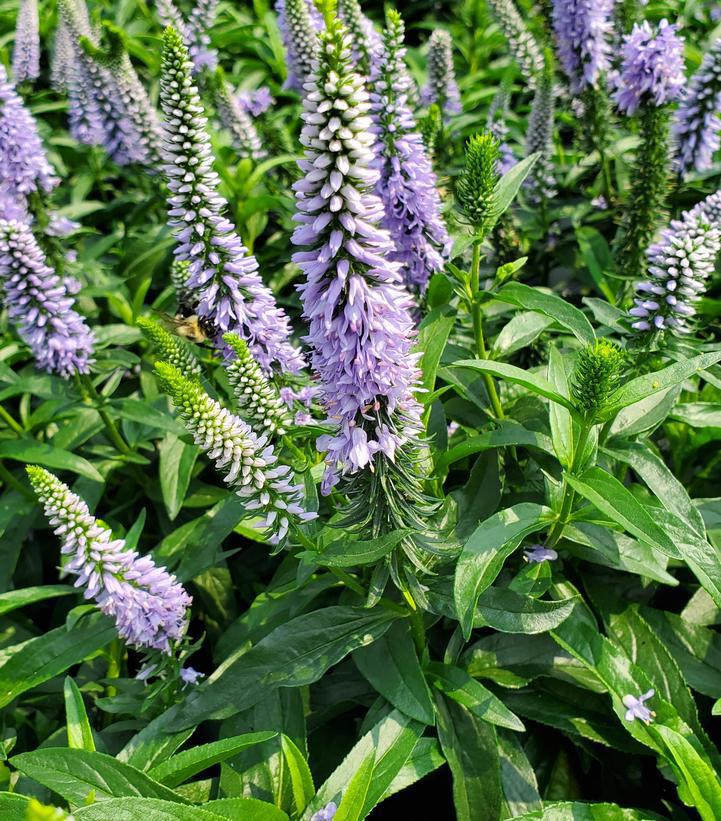 1G Veronica Magic Show® 'Ever After' Spike Speedwell: Patent PPAF 1014710