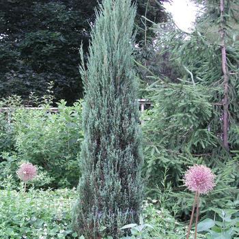 3G JUNIPERUS VIRGINIANA Scopuloram Blue Arrow (Red Juniper, Eastern Red Cedar) Blue Arrow Red Cedar 1003555