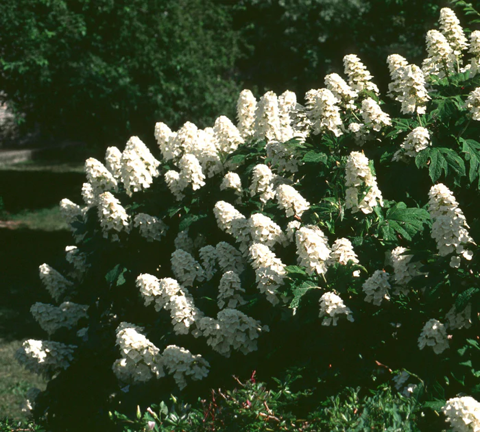 3G Hydrangea quercifolia Snow Queen™ ('Flemygea') Snow Queen™ Oakleaf Hydrangea