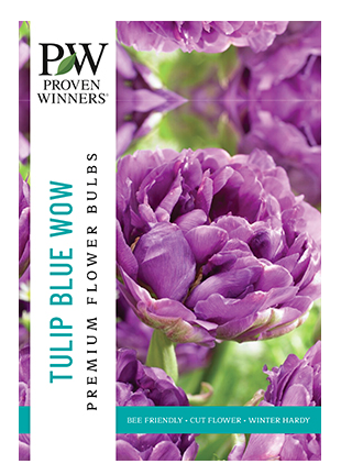 Netherland Bulb - Tulip Blue Wow 12/+ cm - 6505902002