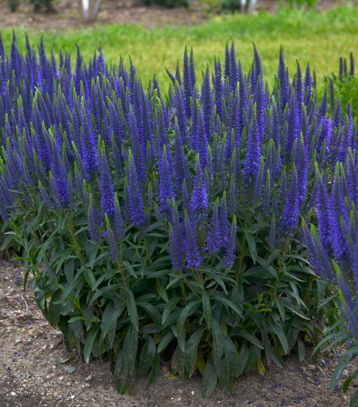 1G Veronica hybrid Magical Show® 'Wizard of Ahhs' Wizard of Ahhs Spike Speedwell: Patent PP31065 1009666