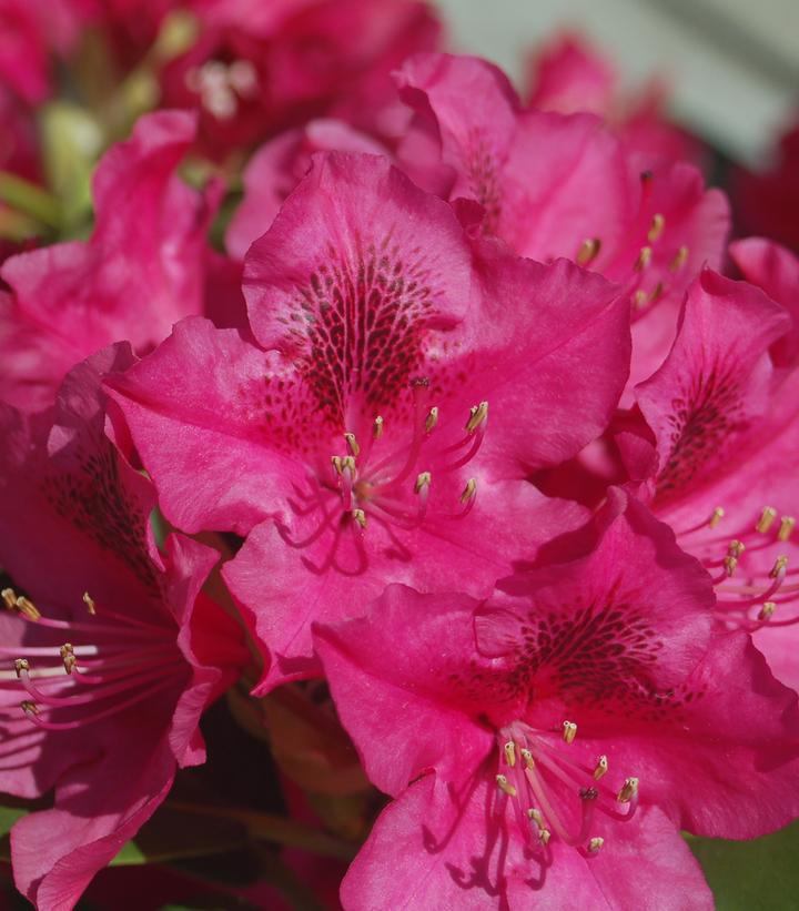 10G RHODODENDRON CAT. 'NOVA Zembla' Nova Zembla Rhododendron 1000354