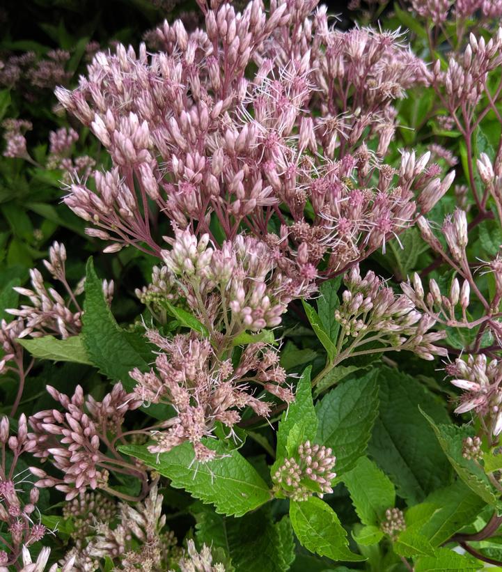 2G Eupatorium dubium 'Baby Joe' Baby Joe Pye Weed: Patent PP20,320 1007700