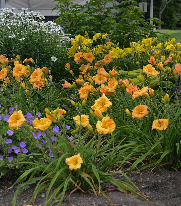 2G Hemerocallis hybrid Rainbow Rhythm® 'Orange Smoothie' Orange Smoothie Daylily: Patent PP28,643 1010941