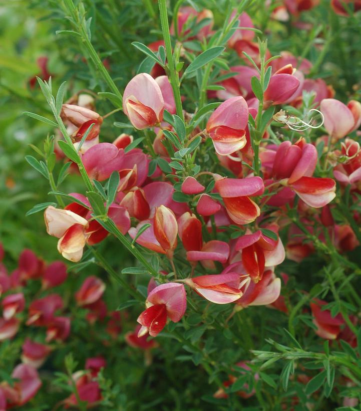 3G Cytisus Scoparius 'BurkwoodII' Burkwood Scotch Broom 1001356