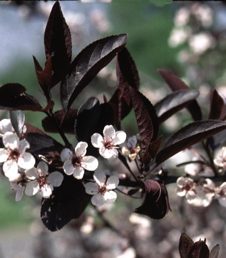 3G Prunus 'Cistena' Purple Leaf Sand Cherry 1000145