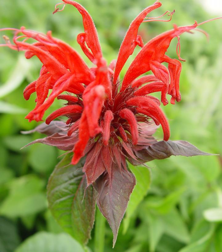 2G Monarda didyma 'Jacob Cline' Jacob Cline Bee Balm 1003338