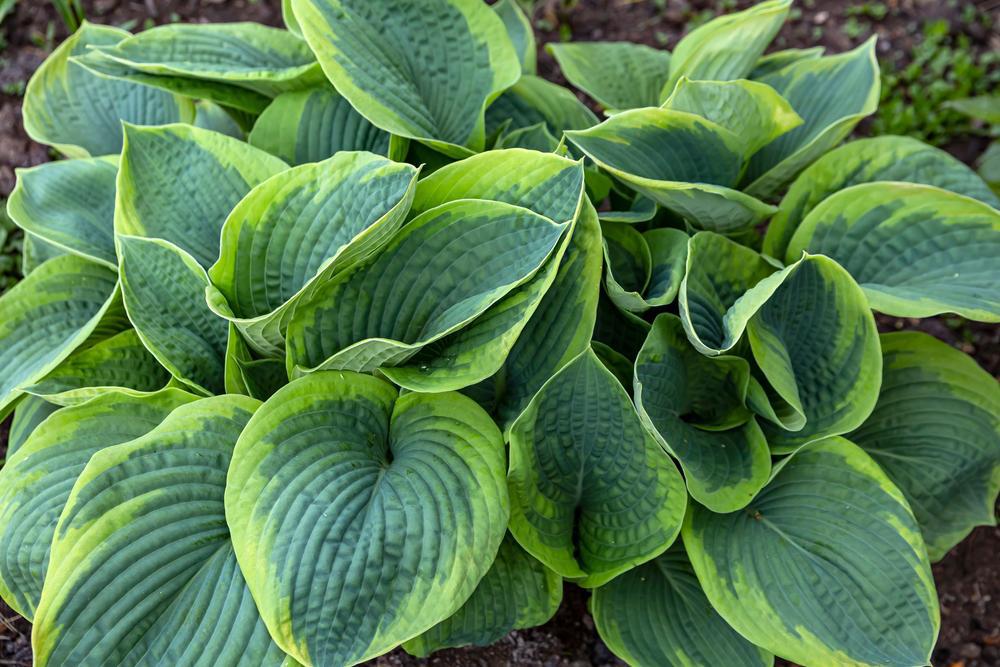 1G Hosta 'Frances Williams' Frances Williams Hosta 1000915