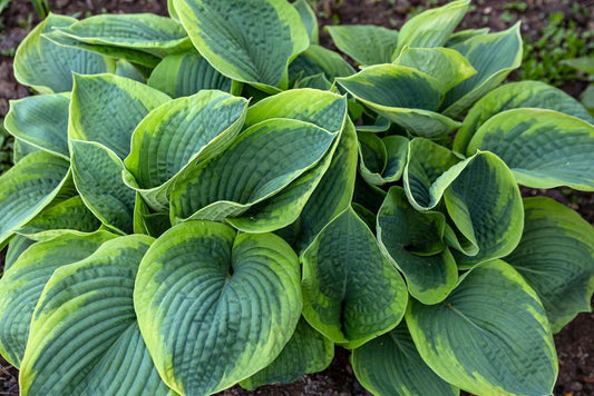 1G Hosta 'Frances Williams' Frances Williams Hosta 1000915