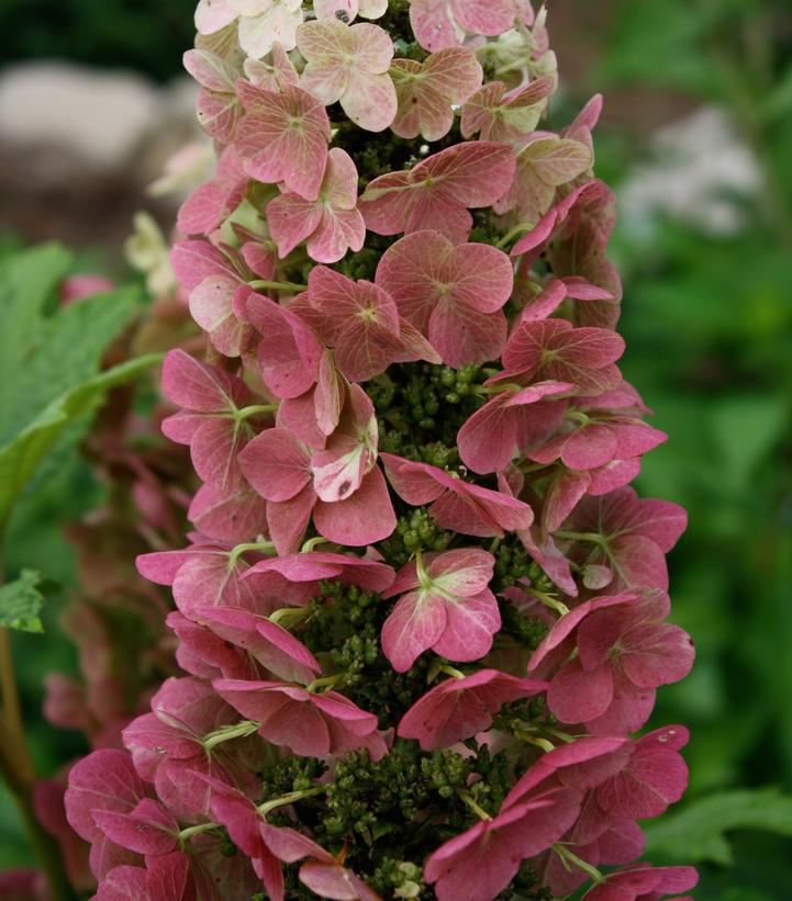 3G Hydrangea quercifolia 'Jetstream' Jetstream™ Oakleaf Hydrangea 1009698