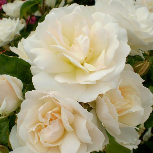 2G Rosa Easy Elegance® 'Champagne Wishes' ('BAIcham') Champagne Wishes Shrub Rose 1008247