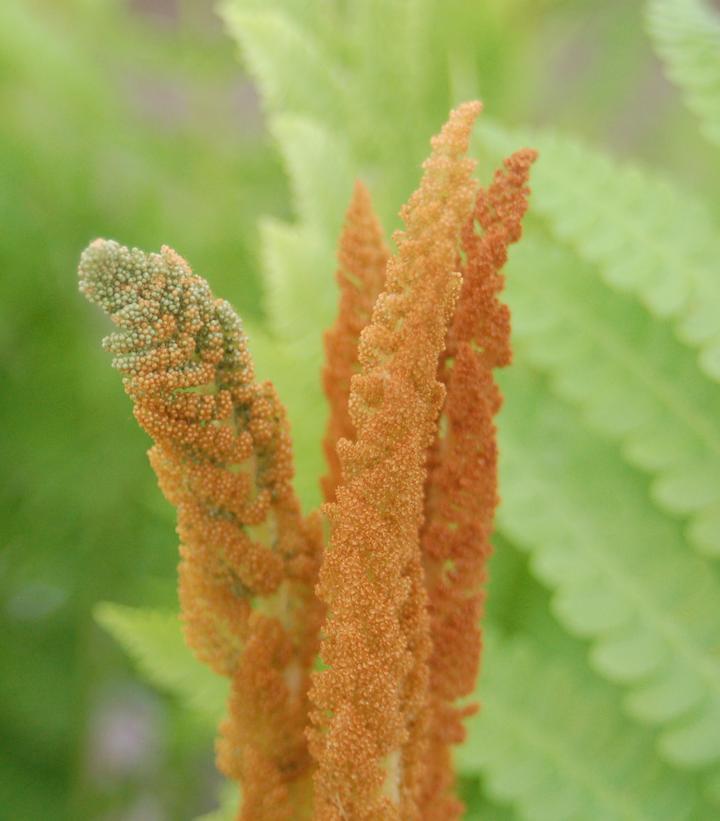 2G Osmunda cinnamomea Cinnamon Fern 1003451