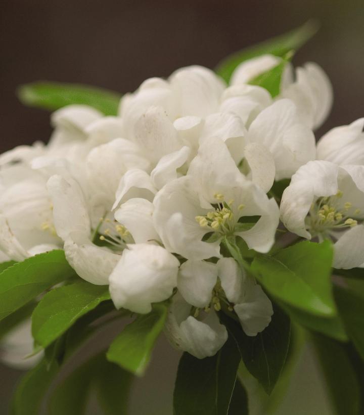 7G Malus 'Spring Snow' Spring Snow Crabapple 1007042