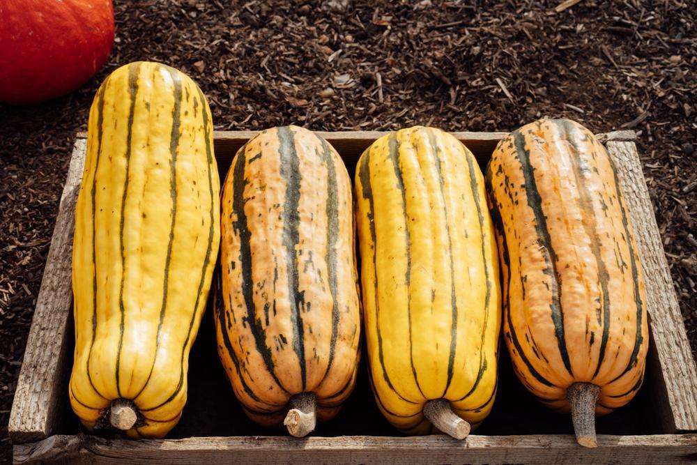 Squash - Winter - Delicata (Local, Hollis, NH) by the pound