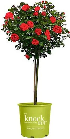 3G Rosa Double Knock Out Tree 24 - Red - 1007432