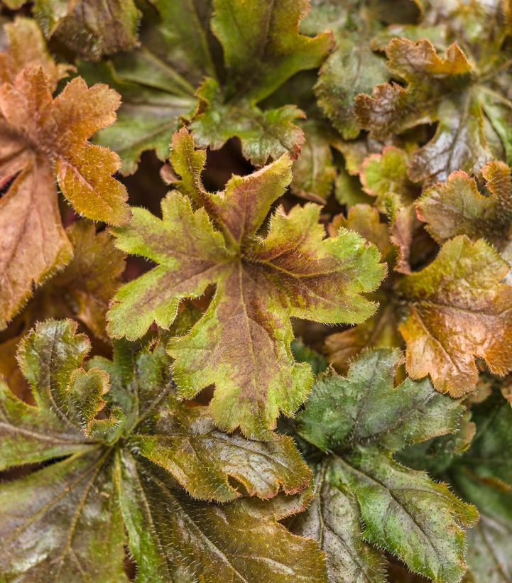 1G Heucherella hybrid Fun and Games® 'Hopscotch' Hopscotch Foamy Bells: Patent PPAF 1008856 PC