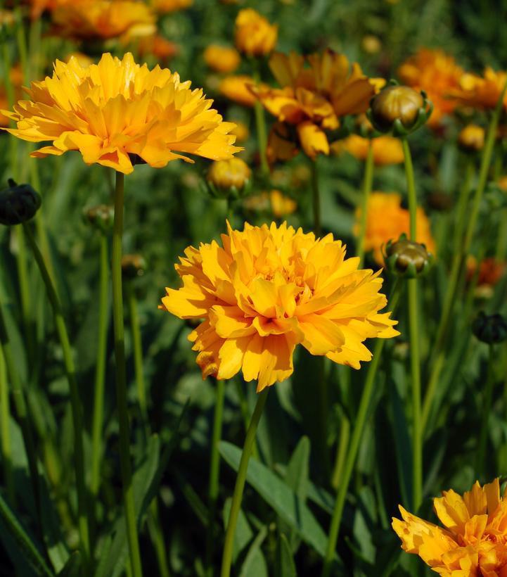 2G Coreopsis grand. 'Early Sunrise' Early Sunrise Tickseed 1000837