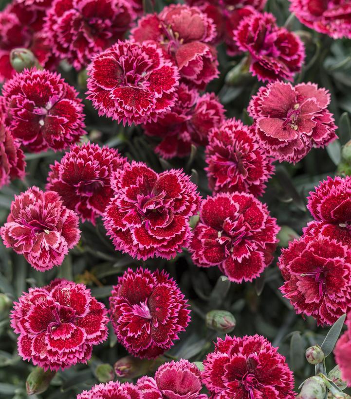 1G Dianthus hybrid Fruit Punch® 'Black Cherry Frost' Black Cherry Frost Pinks: Patent PP28,603 1008836