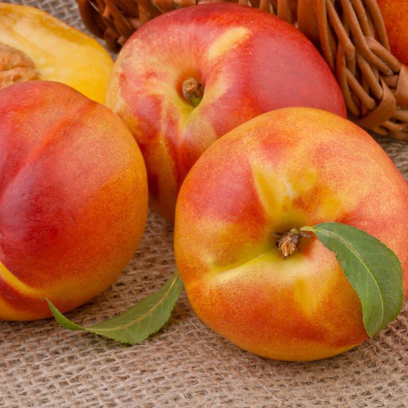 7G PRUNUS `RED GOLD` Redgold Nectarine 1001496