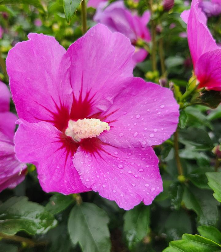 3G Hibiscus syriacus 'Lil' Kim Violet' ('SHIMRV24') Lil' Kim® Violet Rose of Sharon: Patent PPAF 1007297