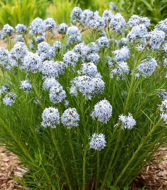 1G Amsonia hybrid 'String Theory' String Theory Blue Star: Patent PP34,419 1020401