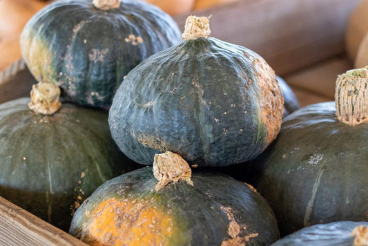 Squash - Winter - Buttercup (Local, Hollis, NH) by the pound