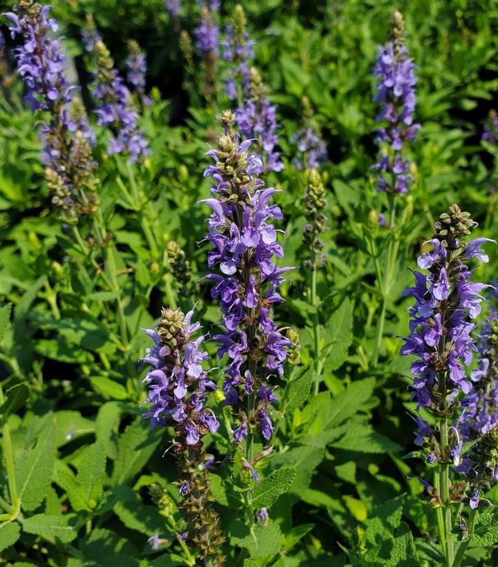 1G Salvia x sylvestris 'Blue Hill' ('Blauhügel') Blue Hill Wood Sage 1000594